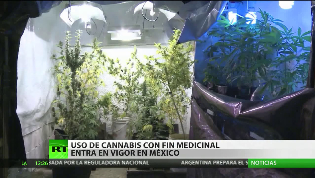 Uso del cannabis con fines medicinales entra en vigor en México