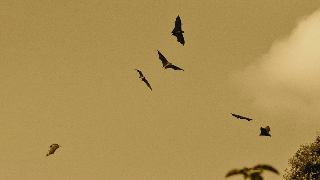 FOTOS: Descubren una nueve especie de murciélago con pelaje naranja en una cordillera africana