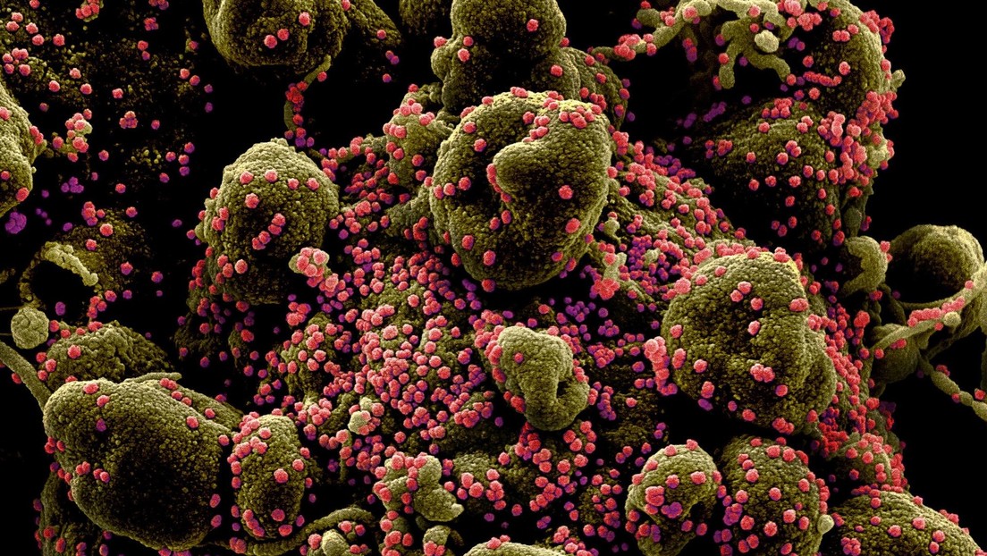 Los CDC pronostican que la cepa británica de covid-19 dominará en EE.UU. en marzo, haciendo "cada vez más difícil controlar" la pandemia