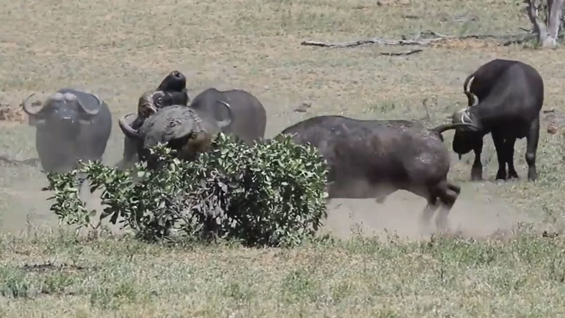 VIDEO: Cinco búfalos jóvenes se juntan para expulsar a un viejo macho de un territorio en disputa