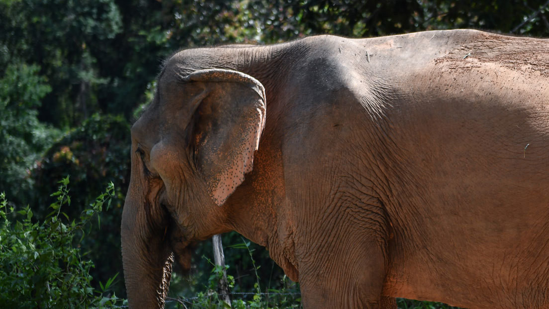 Un elefante hambriento mata a pisotones a un anciano en Tailandia