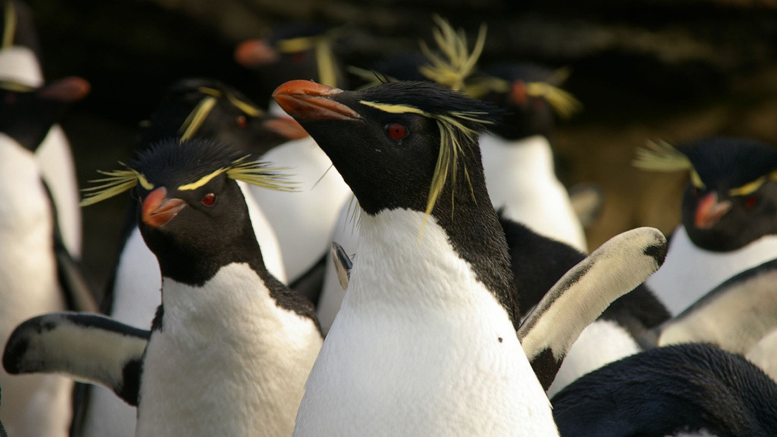 VIDEO: Dos grupos de pingüinos saltarines se detienen 'a charlar' y uno distraído se va con el grupo equivocado