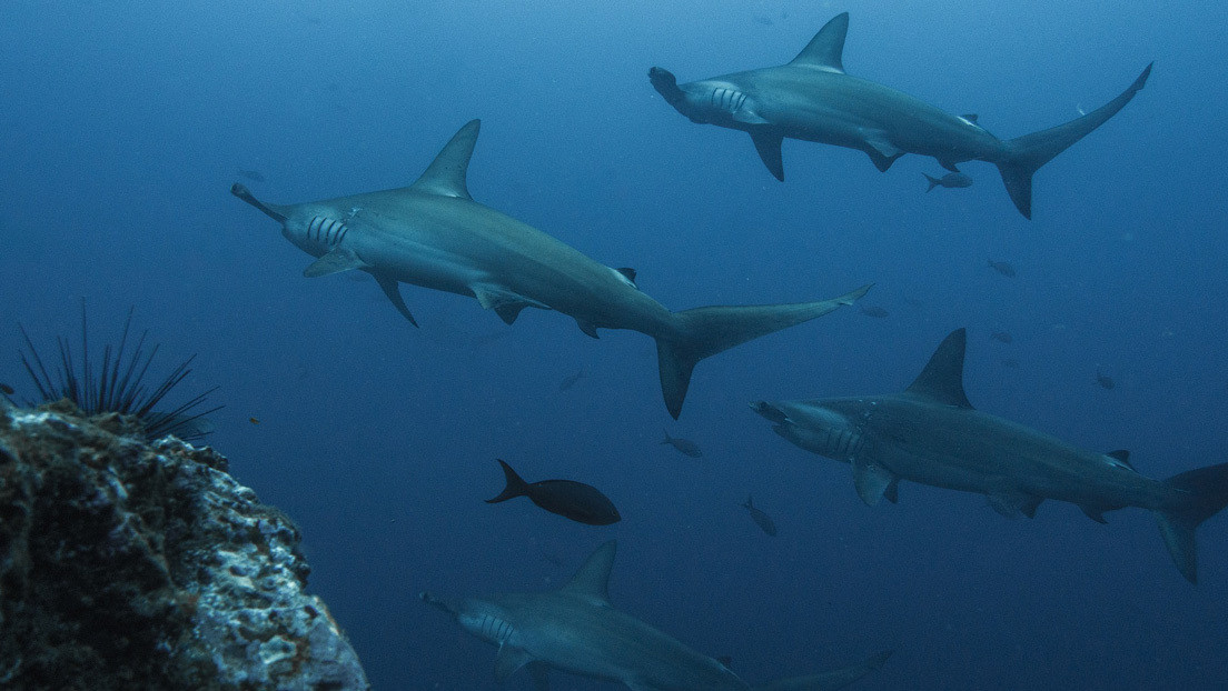VIDEO: Una mujer queda atrapada debajo de "200 tiburones" martillo mientras buceaba