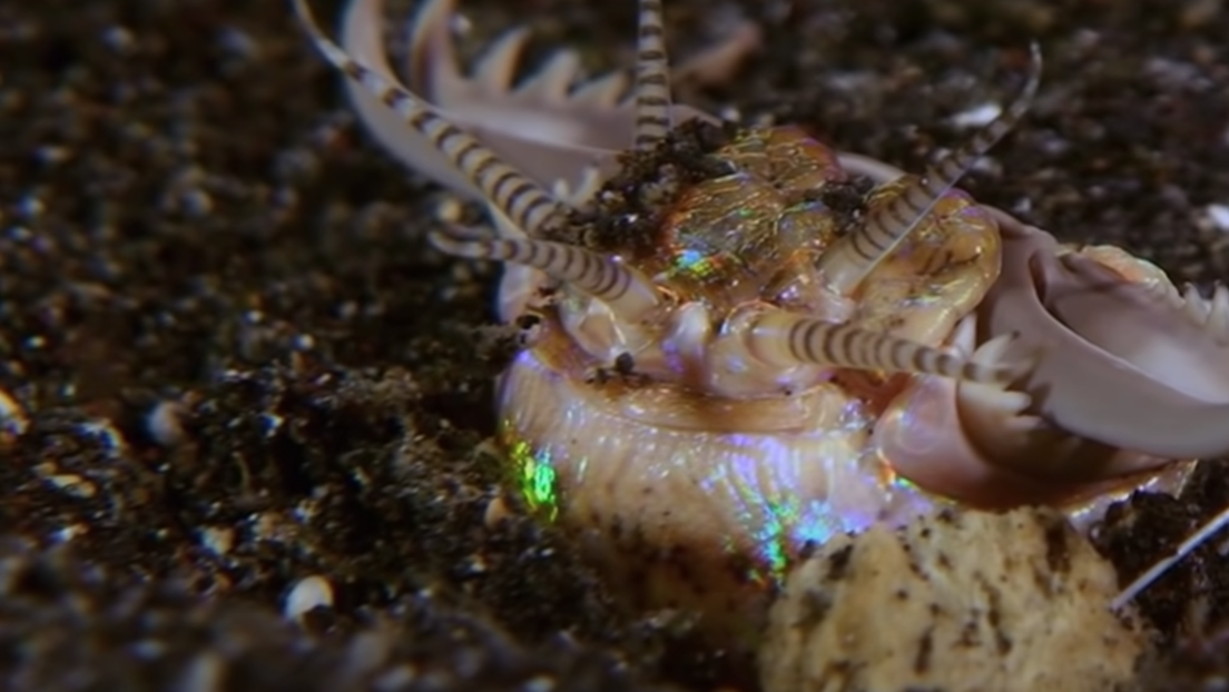 Descubren rastros fósiles de un gusano gigante con poderosas mandíbulas que acechaba bajo el lecho marino