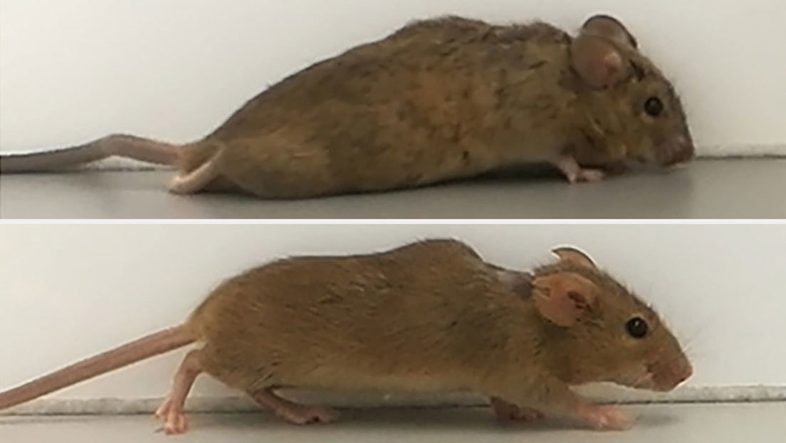 Científicos alemanes logran que ratones paralizados vuelvan a caminar