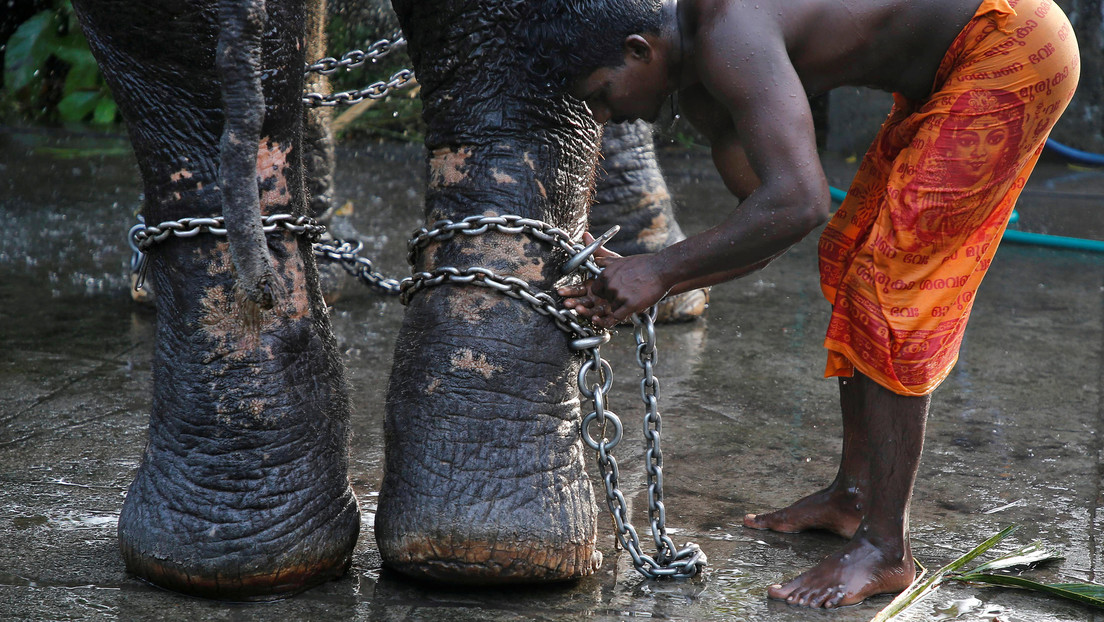 Queman vivo con una tela en llamas a un elefante en la India