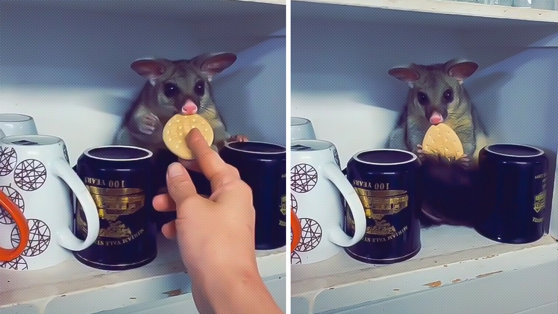 VIDEO: Abre el armario de la cocina y halla un pósum que reposaba con delicadeza entre las tazas