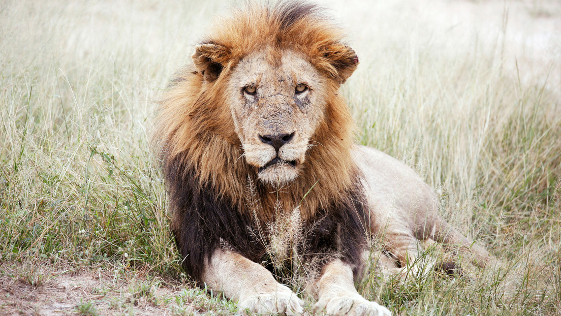 FOTOS: Captan el momento en que un león 'se une' a una cena de unos turistas en un parque natural de África