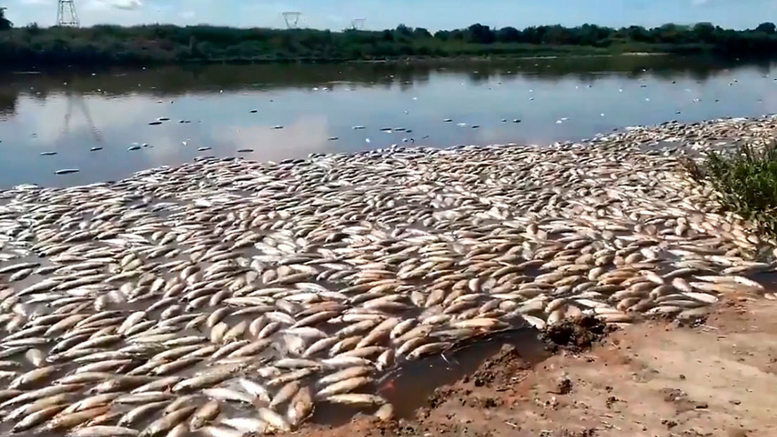 Masiva muerte de peces en el Río Salado argentino: ¿contaminación o factores climáticos extremos?
