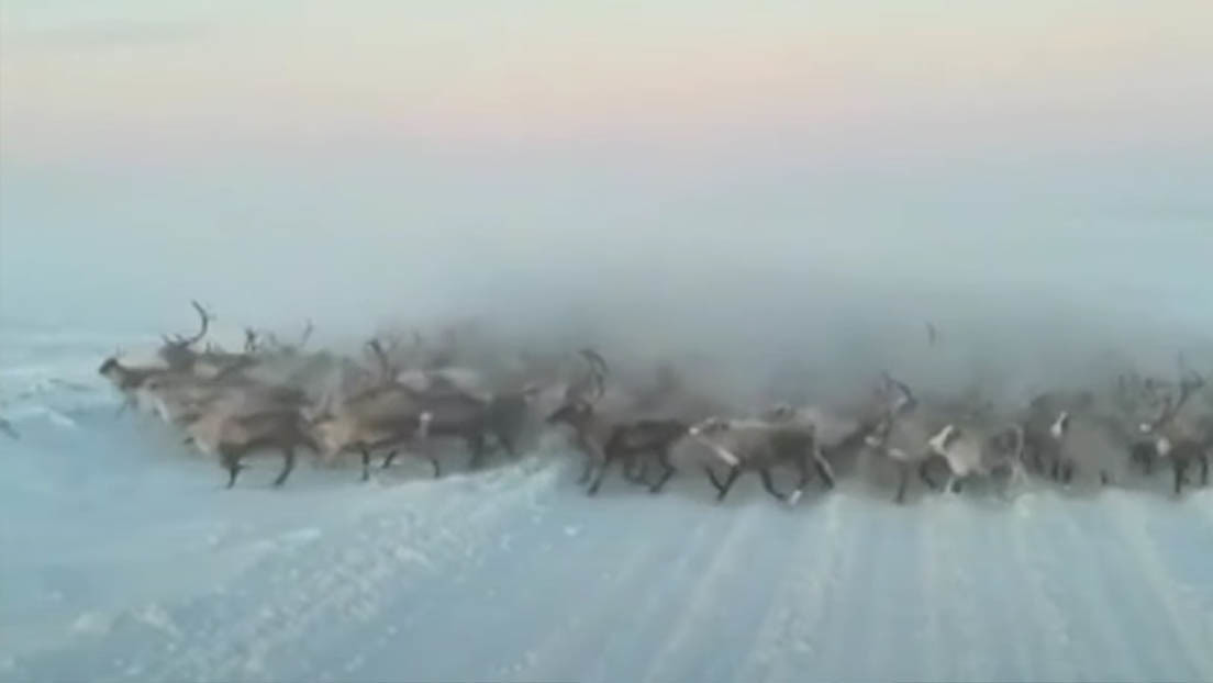 VIDEO: Una manada de renos sorprende a un conductor en el oeste de Siberia