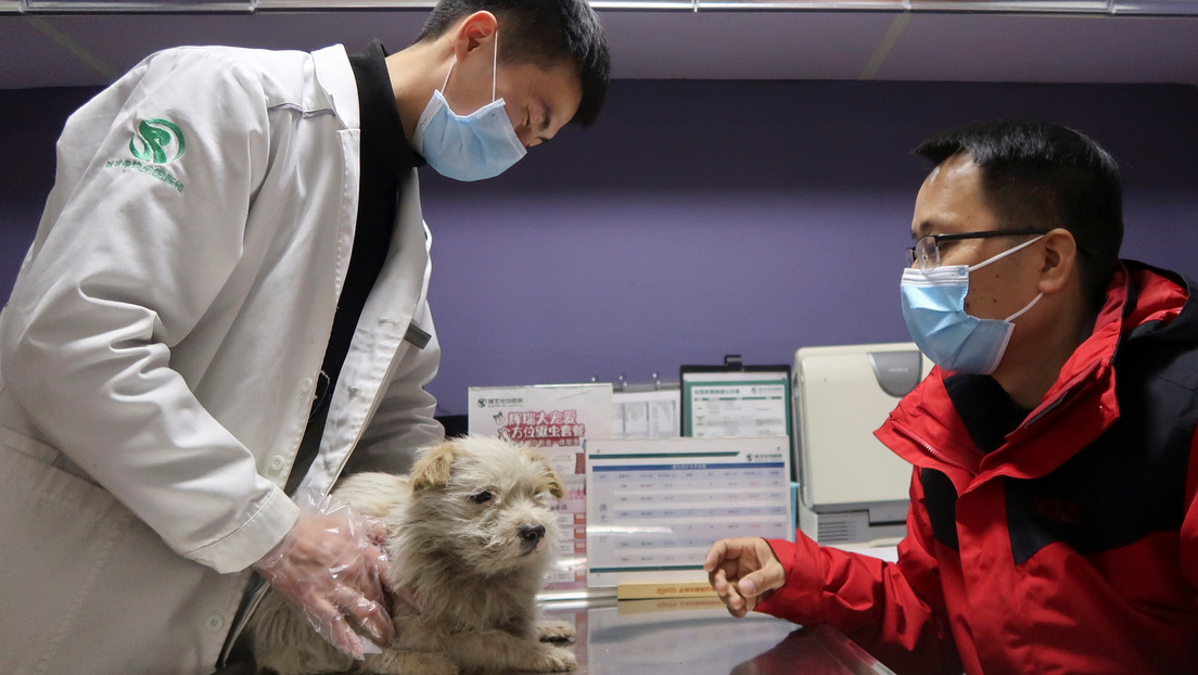 Corea del Sur someterá a pruebas de covid-19 a las mascotas que hayan estado expuestas al coronavirus