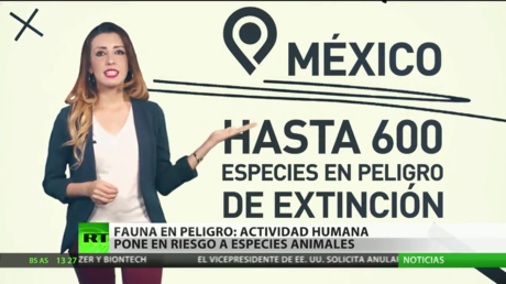 Fauna en peligro: actividad humana pone en riesgo a especies animales