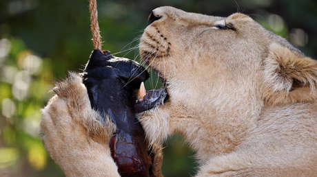 Un humorista británico quiere donar su cuerpo... a los leones del zoo de Londres