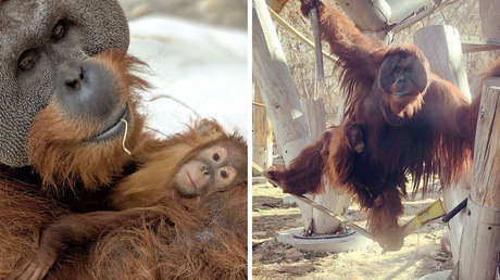 FOTOS: Un orangután sorprende al hacerse cargo de su hija tras la muerte de la madre, un comportamiento muy inusual entre estos primates