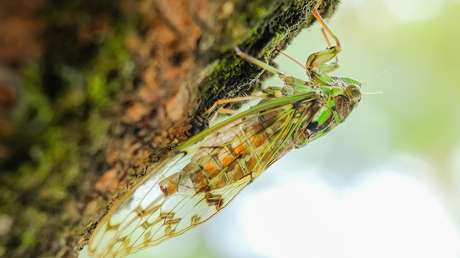 Billones de cigarras emergerán en EE.UU. después de pasar 17 años bajo tierra