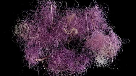 FOTO: Hallan en Israel un tejido teñido de hace 3.000 años con un color reservado para nobles y reyes, que era "más caro que el oro"