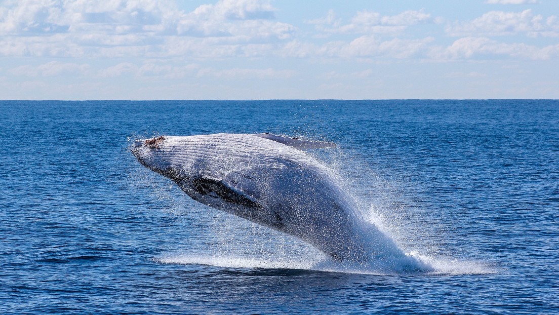 Identifican una nueva especie de ballena en el Golfo de México y advierten que está en peligro de extinción