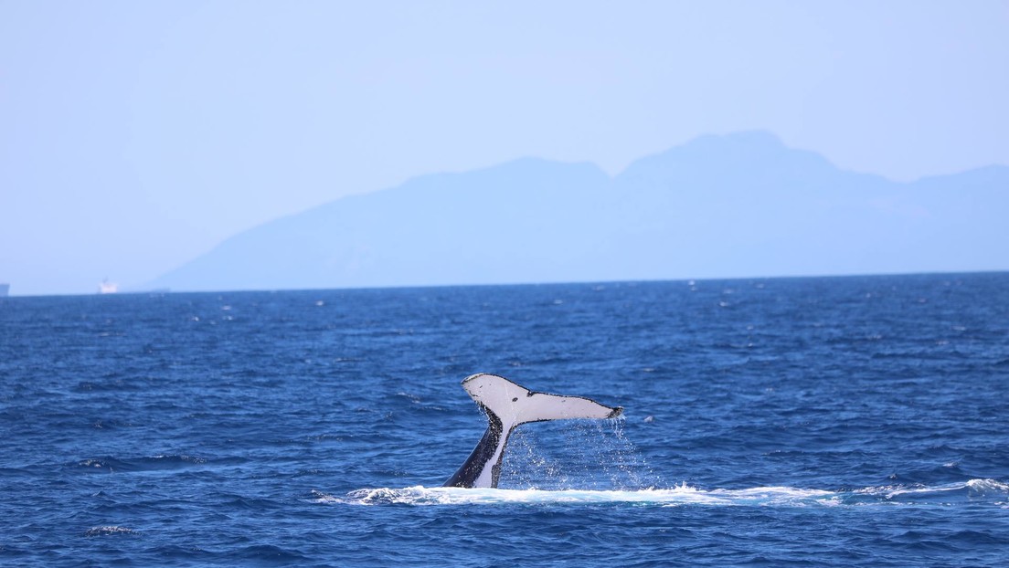 Datos satelitales revelan el peligro que enfrentan las ballenas azules al tratar de esquivar los barcos en la Patagonia
