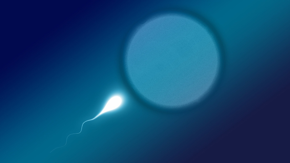 'Envenenar al competidor': la táctica a la que recurren algunos espermatozoides para ganar en la carrera hacia el óvulo