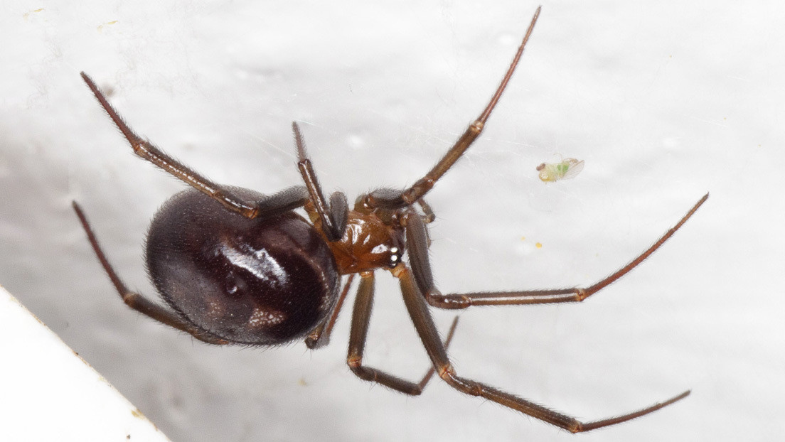 Revelan cómo pequeñas arañas cazan presas decenas de veces más grandes que ellas (VIDEO)