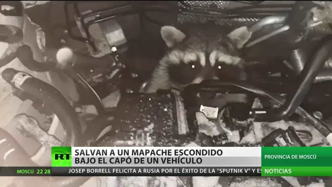 Salvan a un mapache escondido bajo el capó de un vehículo en Moscú