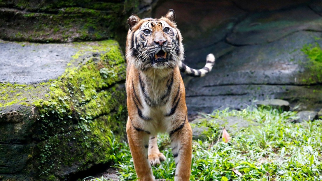 Un par de tigres escapan de un zoo y matan a un cuidador