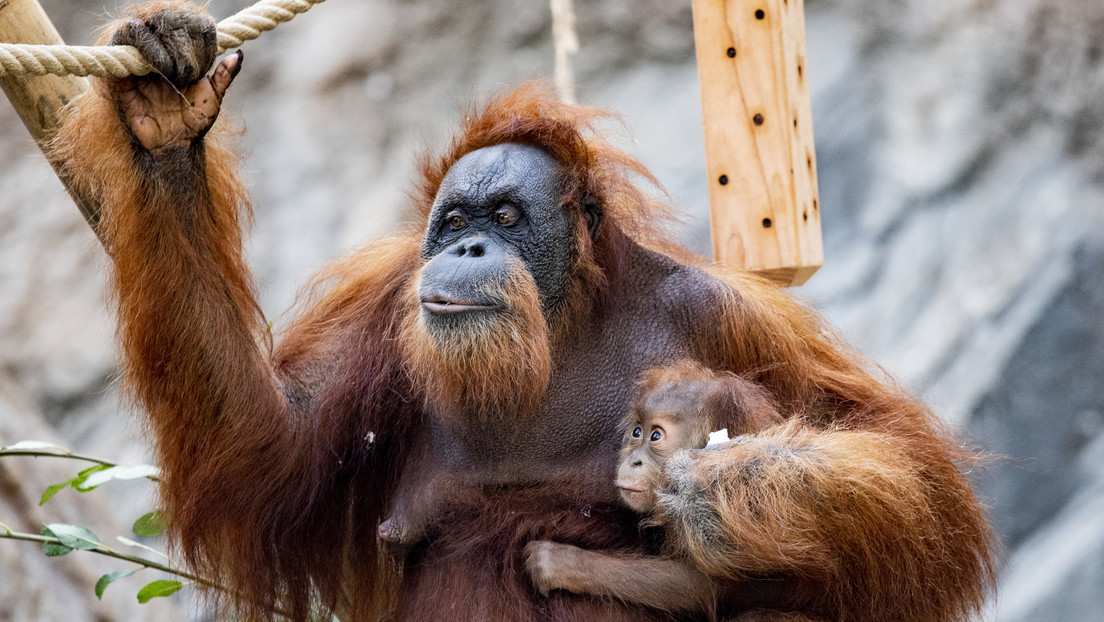 Orangutanes en cautiverio crean más formas de comunicarse que sus congéneres en libertad
