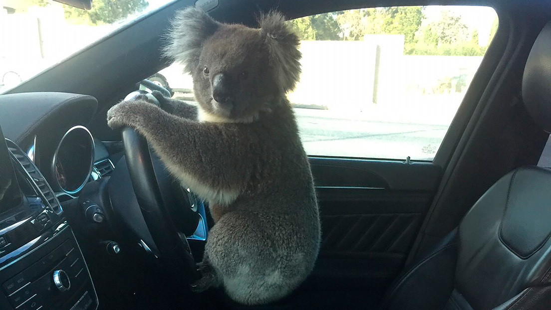 VIDEO: Un koala posa al volante tras causar un choque múltiple en una autopista australiana