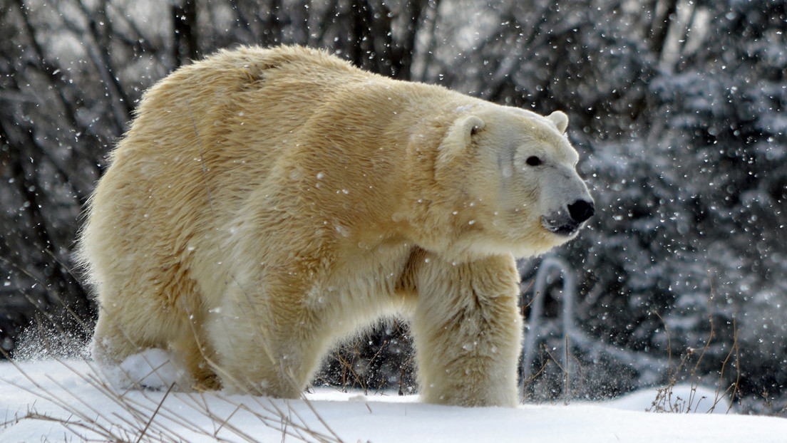 Una osa polar es matada por un oso macho que intentaba aparearse con ella en un zoo