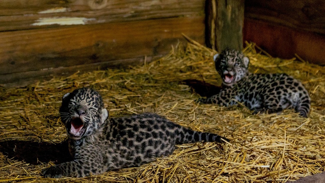 Nacen en la región chaqueña de Argentina dos jaguares de una especie en peligro de extinción (VIDEO)