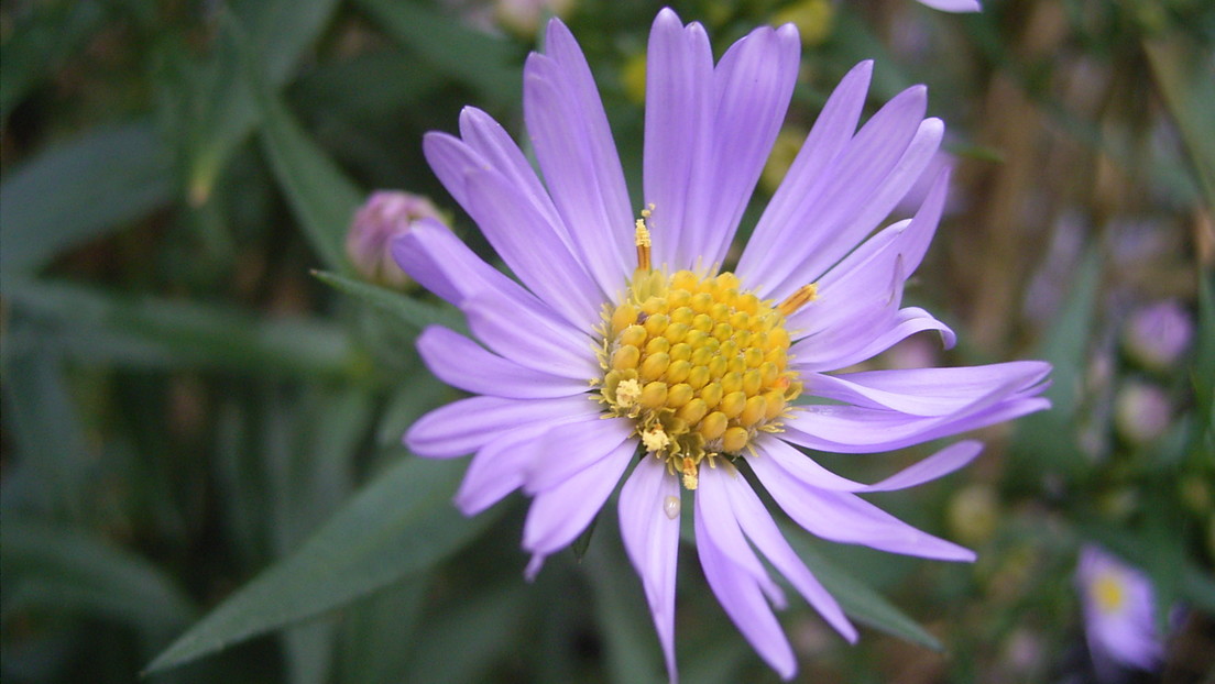 La imagen de una flor en Wikipedia empieza a recibir de repente 90 millones de visitas al día y la razón está en la India