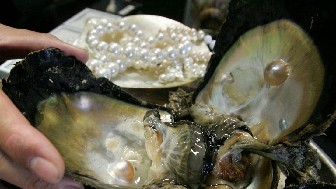 Una familia de Tailandia encuentra una rara perla color naranja mientras comía un caracol marino