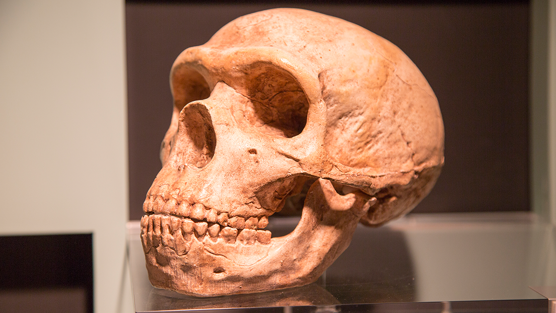 Descubren que las personas con un grupo de genes neandertales tienen menor riesgo de padecer un covid-19 grave