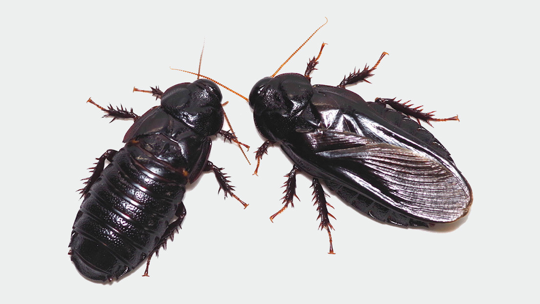 Canibalismo sexual mutuo: estas cucarachas se devoran tras aparearse para 'el bien de la colonia'