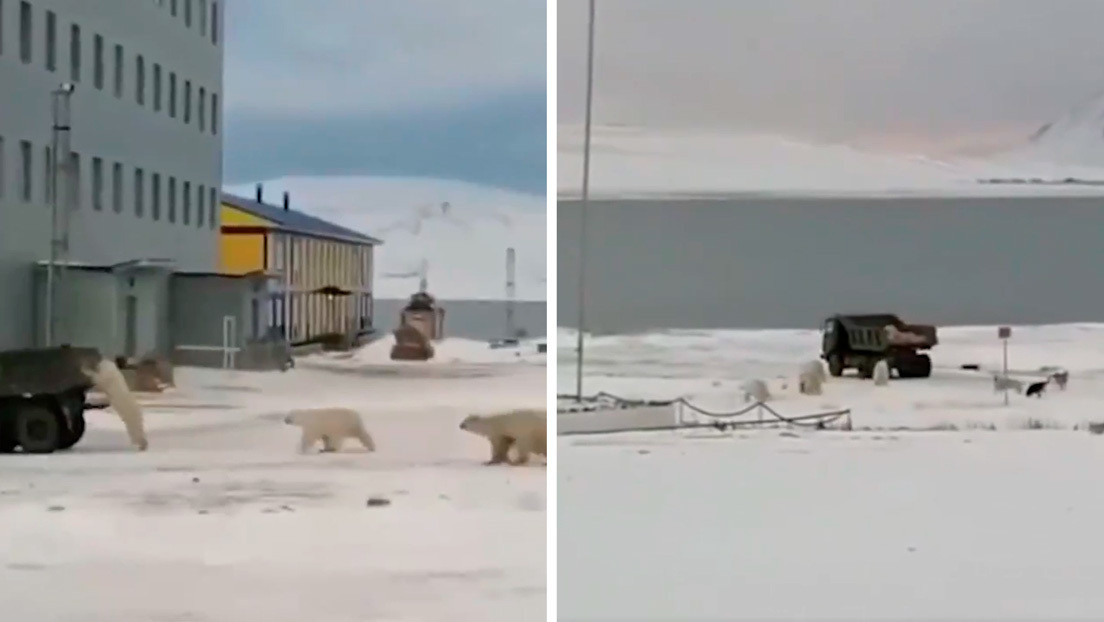 VIDEO: Osos polares asaltan un camión militar en busca de comida en la región más fría de Rusia