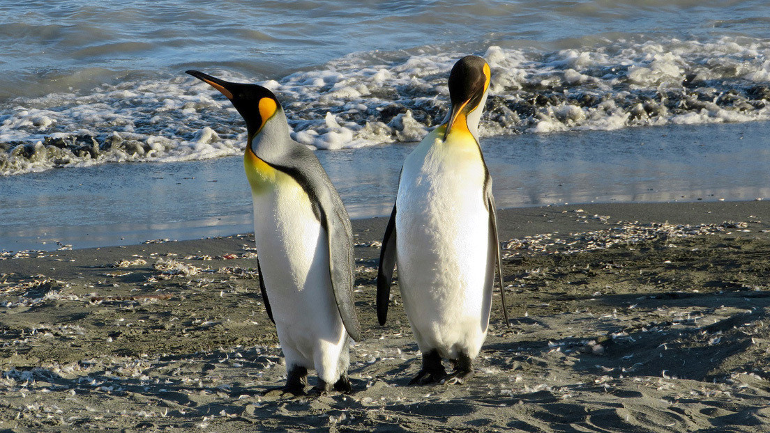 Fotógrafo capta imágenes de un raro pingüino completamente amarillo (FOTOS)