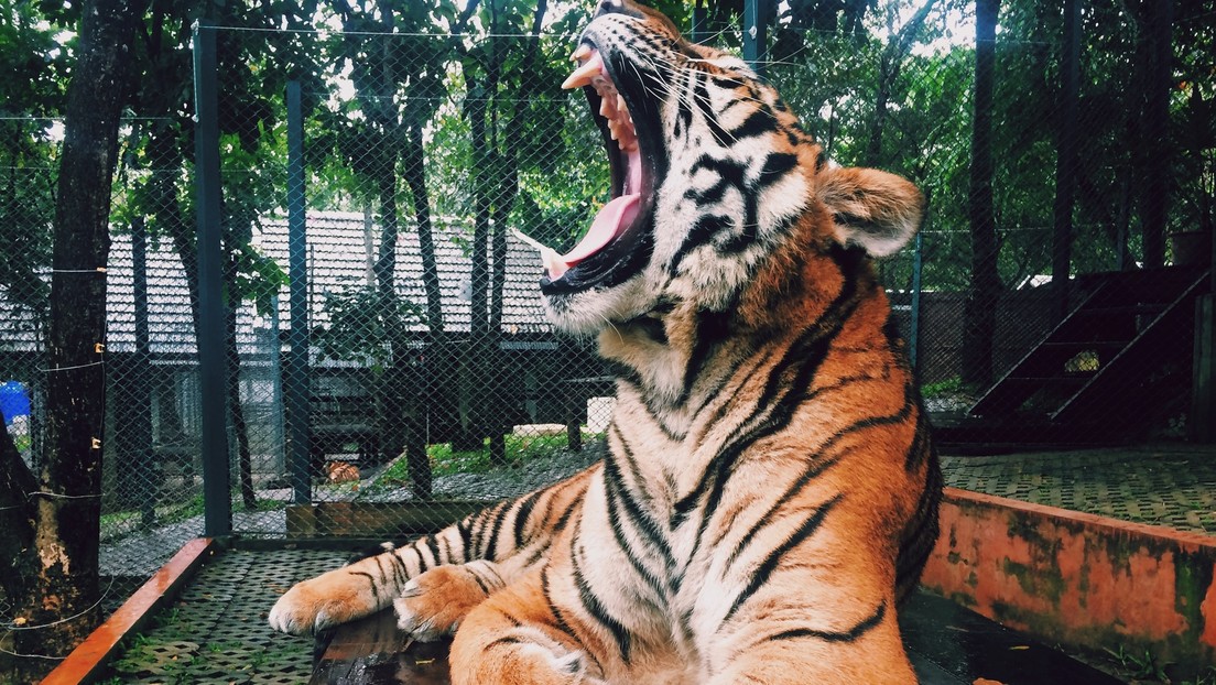 VIDEO: El tigre de un zoo ruso 'canta' como un pajarito (y los empleados dicen que es "un pequeño manipulador")