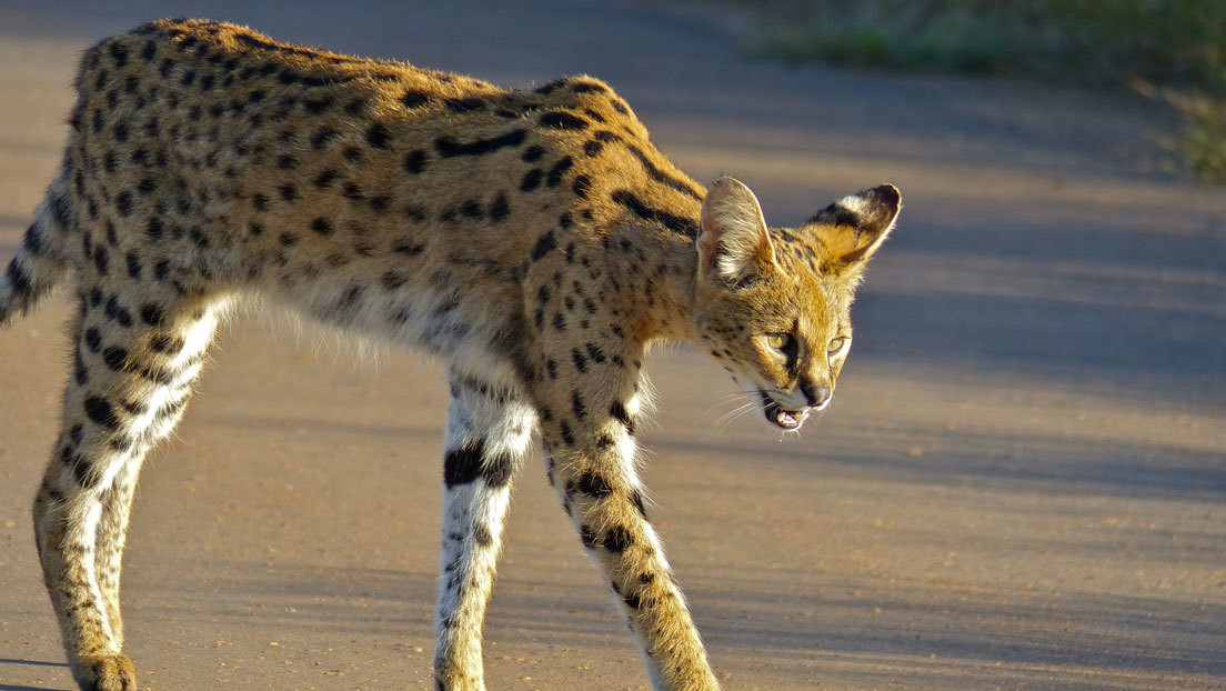 VIDEO: Un gato serval hace frente con éxito al animal terrestre más veloz del mundo