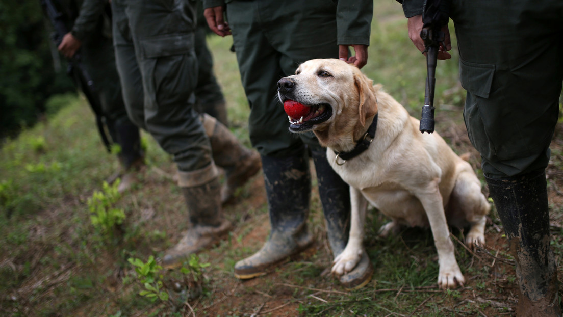 Los perros y caballos de la Policía polaca gozarán de cuidados vitalicios tras su jubilación