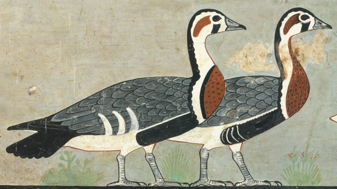 Identifican una especie desconocida de gansos en una pintura egipcia de hace 4.600 años
