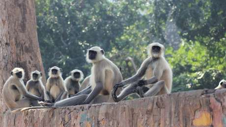 Encuentran muerta a una bebé de 8 días, después de que fuera robada por una manada de monos y dejada en una fosa en la India