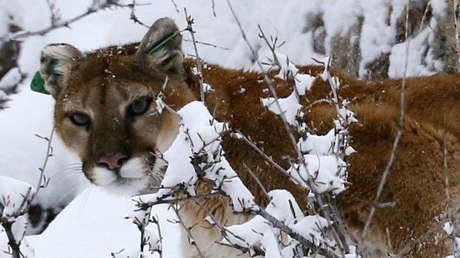 Un hombre golpea a un puma con un madero para salvar a su perro