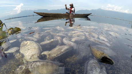 Una tercera parte de los peces de agua dulce se enfrentan a la extinción