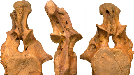 Identifican una nueva especie de dinosaurio que habitó los desiertos de Asia Central hace unos 90 millones de años