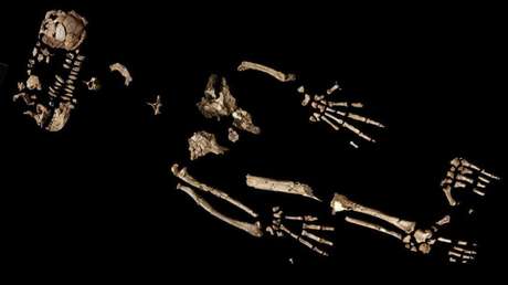 Los restos de un primate de hace 4,4 millones de años evidenciarían un 'salto evolutivo' hacia la fabricación de herramientas y el caminar erguido