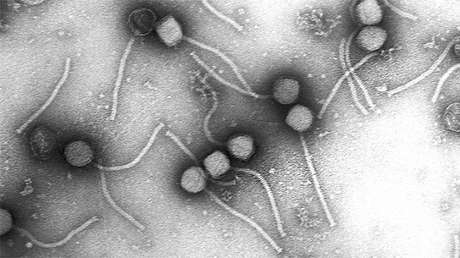 Identifican en el intestino humano una diversidad de virus "previamente desconocida"