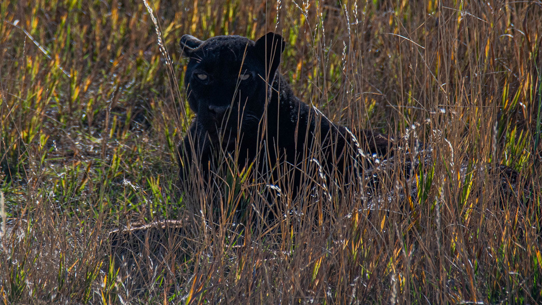 FOTOS: Un fotógrafo logra captar un extremadamente raro leopardo negro