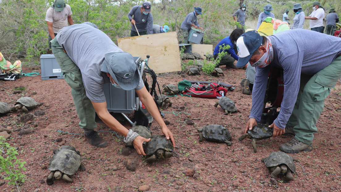 Liberan a 191 tortugas gigantes en la isla Santa Fe de Galápagos con un proyecto de "restauración ecológica"