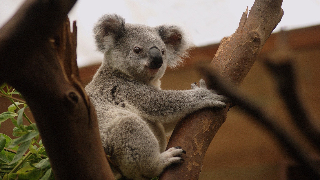 "Me parte el alma": una rescatadora de animales publica la imagen de un koala ahogado en una piscina y advierte sobre los peligros de la acción humana