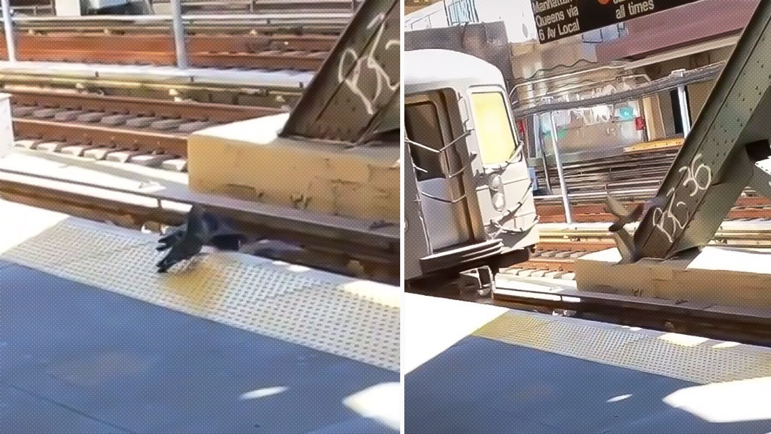 "Solo en Nueva York": dos palomas asesinan a su 'amiga' empujándola a las vías del tren